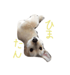 maru's   life3（個別スタンプ：6）