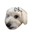 maru's   life3（個別スタンプ：11）