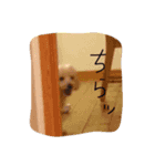 maru's   life3（個別スタンプ：13）