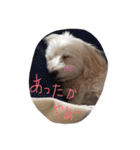 maru's   life3（個別スタンプ：14）