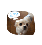 トイプードルとチワワ2（個別スタンプ：6）