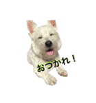 ウエスティーのショコラ2（個別スタンプ：9）