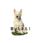 ウエスティーのショコラ2（個別スタンプ：14）