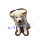 秋田犬れお（個別スタンプ：1）