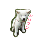 秋田犬れお（個別スタンプ：2）