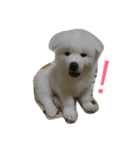 秋田犬れお（個別スタンプ：4）