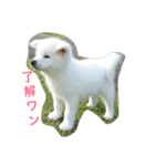 秋田犬れお（個別スタンプ：7）