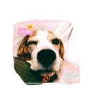 ビーグル犬ナッツです。（個別スタンプ：1）