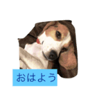 ビーグル犬ナッツです。（個別スタンプ：2）