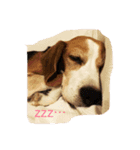 ビーグル犬ナッツです。（個別スタンプ：4）