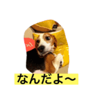 ビーグル犬ナッツです。（個別スタンプ：5）