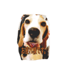ビーグル犬ナッツです。（個別スタンプ：6）