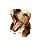 ビーグル犬ナッツです。（個別スタンプ：8）