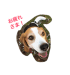 ビーグル犬ナッツです。（個別スタンプ：9）