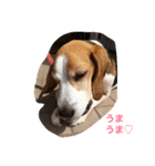 ビーグル犬ナッツです。（個別スタンプ：10）