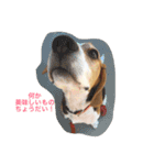 ビーグル犬ナッツです。（個別スタンプ：11）