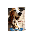 ビーグル犬ナッツです。（個別スタンプ：12）
