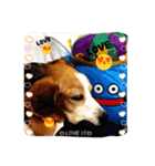 ビーグル犬ナッツです。（個別スタンプ：13）