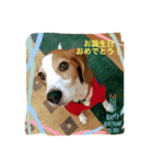 ビーグル犬ナッツです。（個別スタンプ：14）