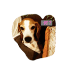 ビーグル犬ナッツです。（個別スタンプ：15）