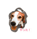 ビーグル犬ナッツです。（個別スタンプ：16）