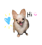 The mini dogs（個別スタンプ：1）