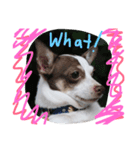 The mini dogs（個別スタンプ：2）