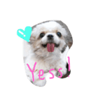 The mini dogs（個別スタンプ：3）