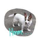 The mini dogs（個別スタンプ：4）