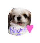 The mini dogs（個別スタンプ：7）