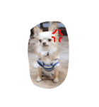The mini dogs（個別スタンプ：8）