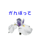 花を添えて 2（個別スタンプ：5）