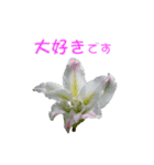 花を添えて 2（個別スタンプ：16）