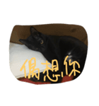 QQ B cat（個別スタンプ：4）