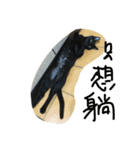 QQ B cat（個別スタンプ：5）