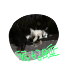 QQ B cat（個別スタンプ：6）