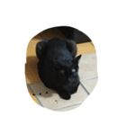 QQ B cat（個別スタンプ：7）