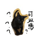 QQ B cat（個別スタンプ：8）