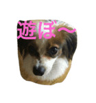 バロンくん（パピヨン）（個別スタンプ：1）