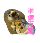 バロンくん（パピヨン）（個別スタンプ：3）