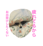 バロンくん（パピヨン）（個別スタンプ：8）