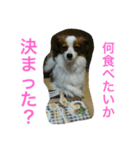 バロンくん（パピヨン）（個別スタンプ：11）