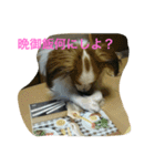 バロンくん（パピヨン）（個別スタンプ：12）
