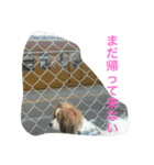 バロンくん（パピヨン）（個別スタンプ：16）