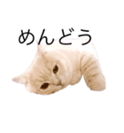 ぐうたらねこの簡単返信（個別スタンプ：2）