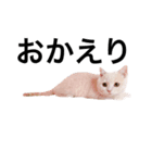 ぐうたらねこの簡単返信（個別スタンプ：3）