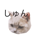 ぐうたらねこの簡単返信（個別スタンプ：4）