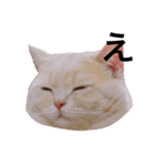 ぐうたらねこの簡単返信（個別スタンプ：5）