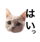 ぐうたらねこの簡単返信（個別スタンプ：6）