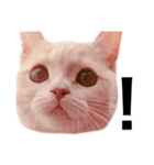 ぐうたらねこの簡単返信（個別スタンプ：7）
